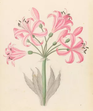Amarillis (Boophone disticha) by Clemenz Heinrich Wehdemann Oil Painting