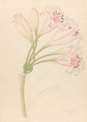 Amarillis (Crinum lineare) by Clemenz Heinrich Wehdemann Oil Painting