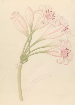 Amarillis (Crinum lineare) by Clemenz Heinrich Wehdemann Oil Painting