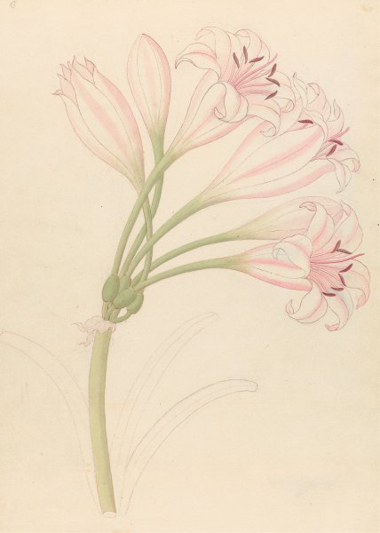 Main Product Photo of Amarillis (Crinum lineare)  Painting by Clemenz Heinrich Wehdemann