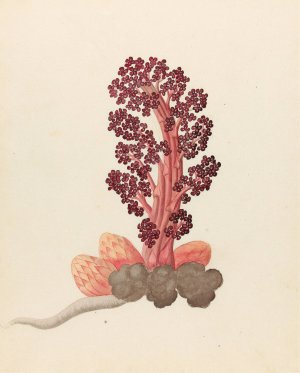 Aphyteia hydnora (Nymphaea nouchali) by Clemenz Heinrich Wehdemann Oil Painting