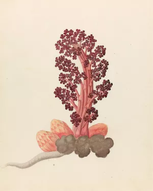 Aphyteia hydnora (Nymphaea nouchali) Oil painting by Clemenz Heinrich Wehdemann