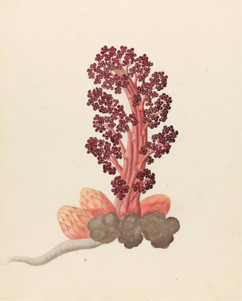 Main Product Photo of Aphyteia hydnora  (Nymphaea nouchali)  Painting by Clemenz Heinrich Wehdemann