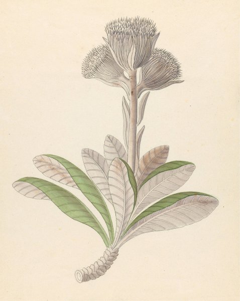 Main Product Photo of Arnica (Oldenburgia grandis)  Painting by Clemenz Heinrich Wehdemann