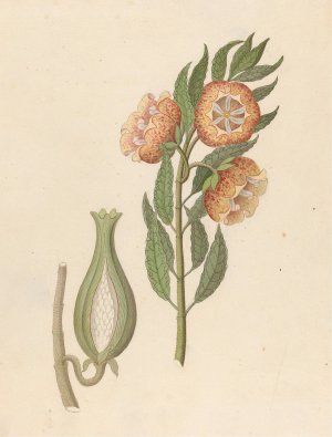 Asclepias grandiflora (Pachycarpus grandiflorus) by Clemenz Heinrich Wehdemann Oil Painting