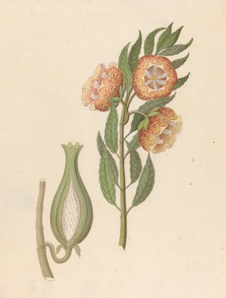Main Product Photo of Asclepias grandiflora (Pachycarpus grandiflorus)  Painting by Clemenz Heinrich Wehdemann