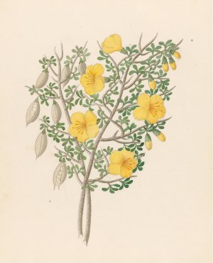 Bignoniae Nova Specie (Rhigozum obovatum) by Clemenz Heinrich Wehdemann Oil Painting