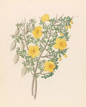 Bignoniae Nova Specie (Rhigozum obovatum) by Clemenz Heinrich Wehdemann Oil Painting