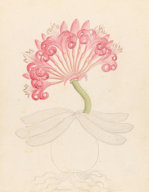 Brunswigia (Ammocharis coranica) by Clemenz Heinrich Wehdemann Oil Painting