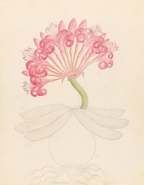 Main Product Photo of Brunswigia (Ammocharis coranica)  Painting by Clemenz Heinrich Wehdemann
