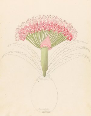 Brunswigia (Brunsvigia grandiflora) by Clemenz Heinrich Wehdemann Oil Painting