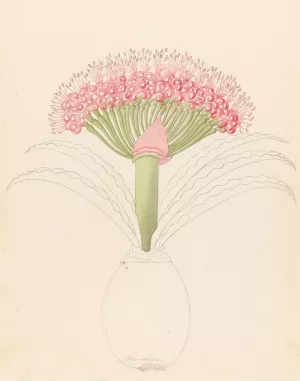 Brunswigia (Brunsvigia grandiflora) by Clemenz Heinrich Wehdemann Oil Painting
