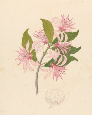 Calodendrum capense by Clemenz Heinrich Wehdemann Oil Painting
