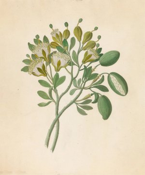 Capparis Nov. Sp. (Maerua caffra) by Clemenz Heinrich Wehdemann Oil Painting
