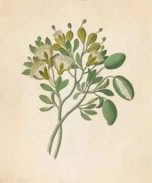 Capparis Nov. Sp. (Maerua caffra) by Clemenz Heinrich Wehdemann Oil Painting
