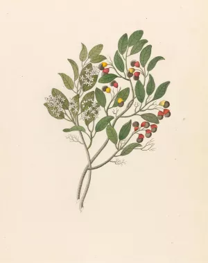 Celastrus (Apodytes dimidiata) by Clemenz Heinrich Wehdemann Oil Painting