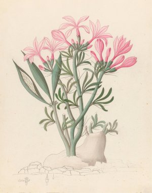 Ceropegia or Echites (Pachypodium succulentum) by Clemenz Heinrich Wehdemann Oil Painting