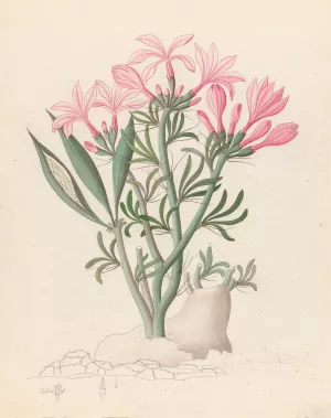 Ceropegia or Echites (Pachypodium succulentum) by Clemenz Heinrich Wehdemann Oil Painting