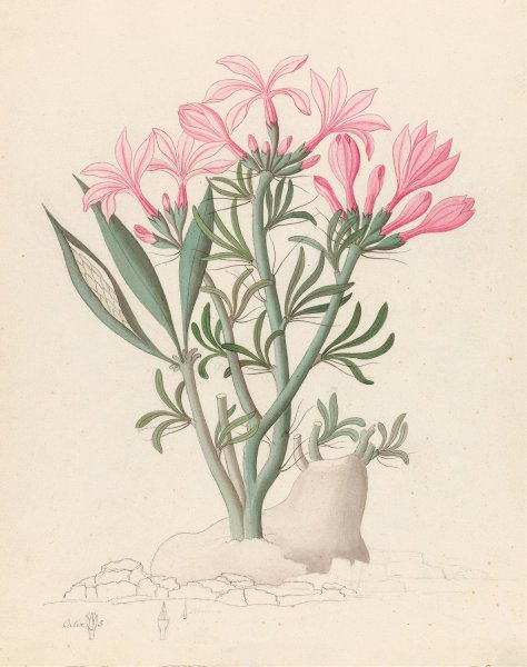 Main Product Photo of Ceropegia or Echites (Pachypodium succulentum)  Painting by Clemenz Heinrich Wehdemann