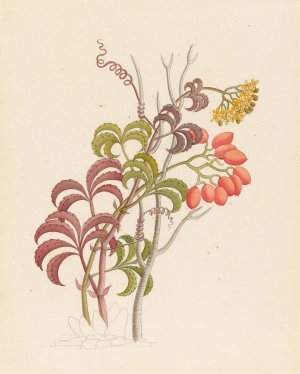 Cisfus Nov. Sp. (Cyphostemma quinatum) by Clemenz Heinrich Wehdemann Oil Painting