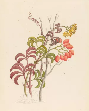 Cisfus Nov. Sp. (Cyphostemma quinatum) by Clemenz Heinrich Wehdemann Oil Painting