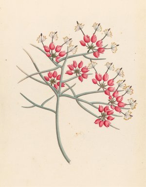 Cleome juncea. (Cadaba aphylla) by Clemenz Heinrich Wehdemann Oil Painting