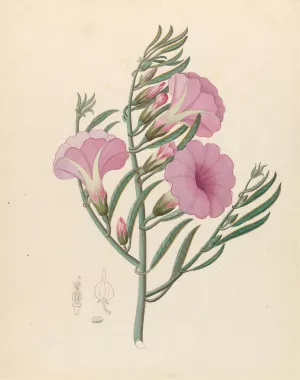 Convolvulus (Ipomoea oenotheroides) by Clemenz Heinrich Wehdemann Oil Painting