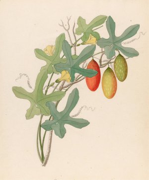 Cucumis, Melothria pendula (Coccinea quinqueloba) by Clemenz Heinrich Wehdemann Oil Painting
