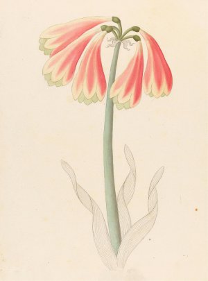 Cyrtanthus oblig (Cyrtanthus obliquus) by Clemenz Heinrich Wehdemann Oil Painting