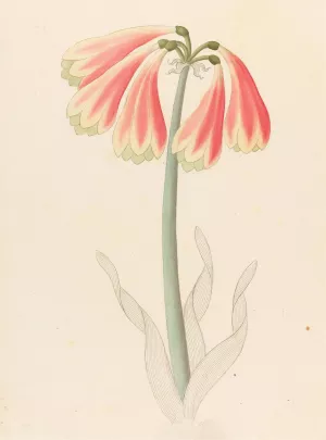 Cyrtanthus oblig (Cyrtanthus obliquus) Oil painting by Clemenz Heinrich Wehdemann