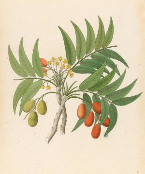 Decandria Mon. (Harpephyllum caffrum) by Clemenz Heinrich Wehdemann Oil Painting
