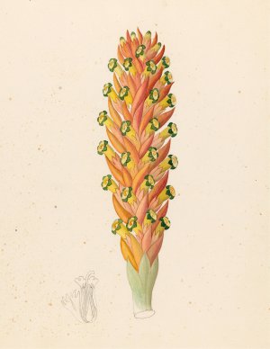Didinamia angiosperma (Harveya hyobanchoides) by Clemenz Heinrich Wehdemann Oil Painting