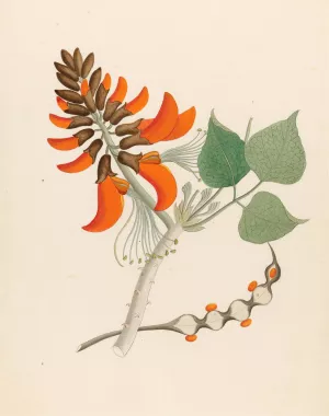 Erythrina Caffras by Clemenz Heinrich Wehdemann Oil Painting