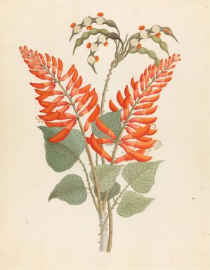 Erythrina, Nov. Specie (Erythrina humeana) by Clemenz Heinrich Wehdemann Oil Painting