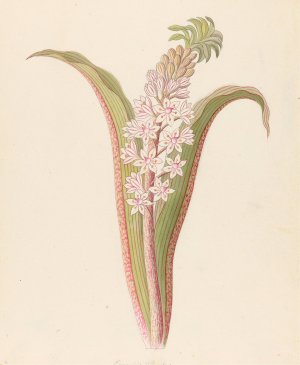 Eucomis punctata (Eucomis autumnalis) by Clemenz Heinrich Wehdemann Oil Painting