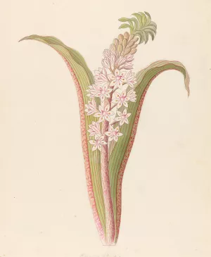Eucomis punctata (Eucomis autumnalis) Oil painting by Clemenz Heinrich Wehdemann