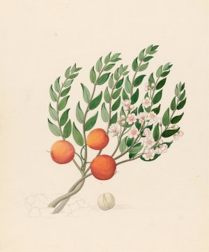 Eugenia or. Jambo (Eugenia albanensis) by Clemenz Heinrich Wehdemann Oil Painting