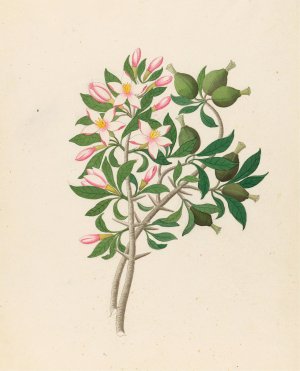 Gardenia Nov. Sp. (Hyperacanthus amoenus) Oil painting by Clemenz Heinrich Wehdemann