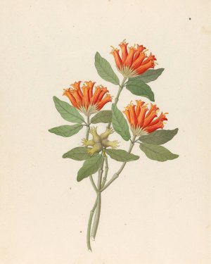 Gardenia Nova Sp. (Burchellia bubalina) by Clemenz Heinrich Wehdemann Oil Painting