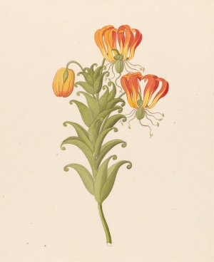 Gloriosa (Gloriosa superba) by Clemenz Heinrich Wehdemann Oil Painting