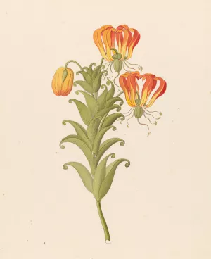 Gloriosa (Gloriosa superba) by Clemenz Heinrich Wehdemann Oil Painting
