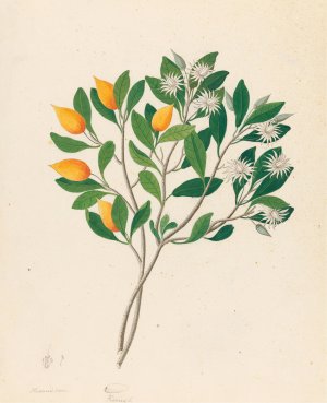 Hexand. Mono. (Mimusops obovata) by Clemenz Heinrich Wehdemann Oil Painting