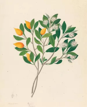 Hexand. Mono. (Mimusops obovata) by Clemenz Heinrich Wehdemann Oil Painting