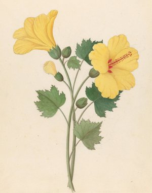 Hibiscus (Hibiscus calyphyllus) by Clemenz Heinrich Wehdemann Oil Painting