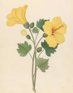 Hibiscus (Hibiscus calyphyllus) by Clemenz Heinrich Wehdemann Oil Painting