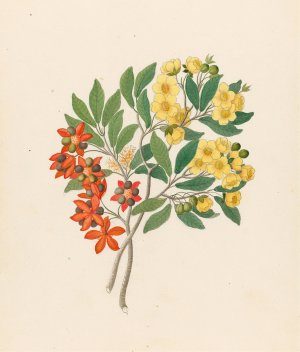 Icosandria monog. (Ochna arborea) by Clemenz Heinrich Wehdemann Oil Painting