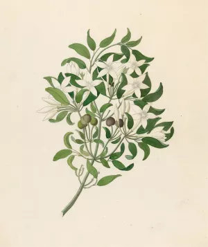 Jasminum angulare by Clemenz Heinrich Wehdemann Oil Painting