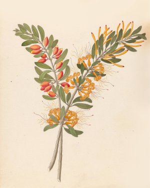 Loranthus N. Sp. (Moquiniella rubra) by Clemenz Heinrich Wehdemann Oil Painting