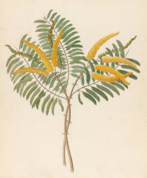 Mimosa (Acacia caffra) by Clemenz Heinrich Wehdemann Oil Painting