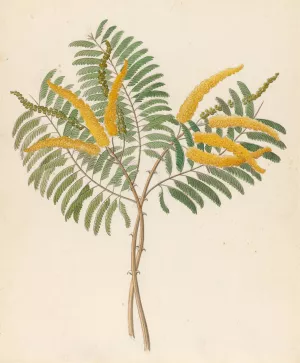 Mimosa (Acacia caffra) by Clemenz Heinrich Wehdemann Oil Painting